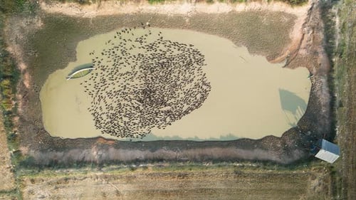 Viele natürliche Enten, biologisch gezüchtet, gehen paddeln und waschen. Kollektives Erstellen von Mustern