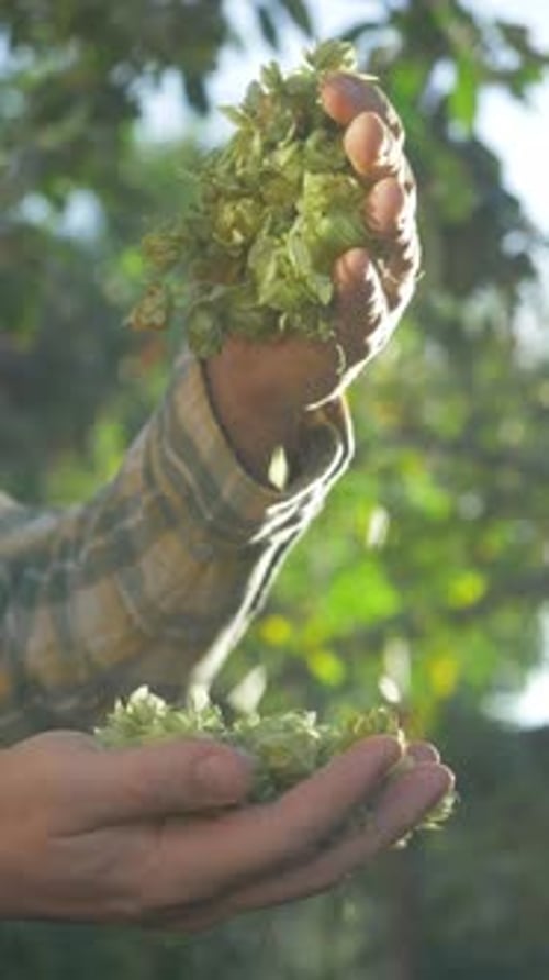 Cônes de houblon verts aux pétales pointus tenus à la main