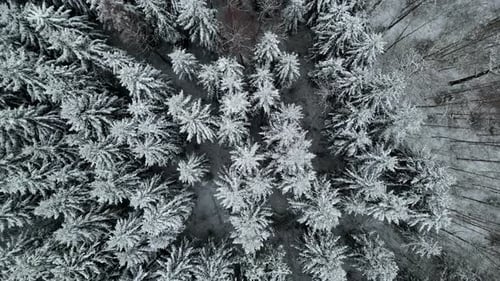 Frozen evergreen spruce tree forest ense white snowy , aerial drop down view