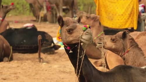 Des chameaux à la foire de Pushkar, également appelée foire aux chameaux de Pushkar, ou localement, Kartik Mela est un