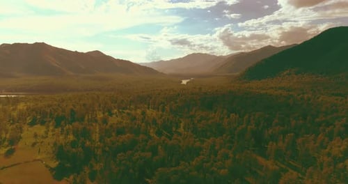 Aerial View Low Flight Above Evergreen Pine Tree Landscape with Endless Mountain Forest at Sunny