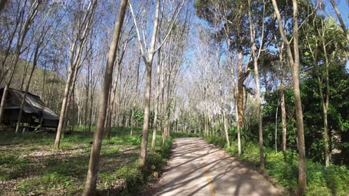 journey through a dense forest, moving forward along a pathway surrounded by the intricate network o