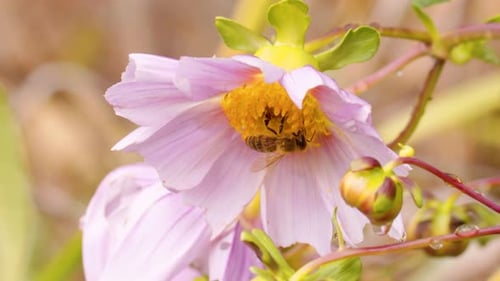abeille atterrissant sur une fleur rose