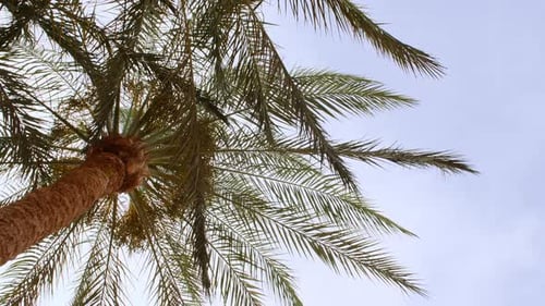 Palm Trees Bottom View on Blue Sky Background Tropical Coconut Palm Leaf Trees at Sunlight Beach on