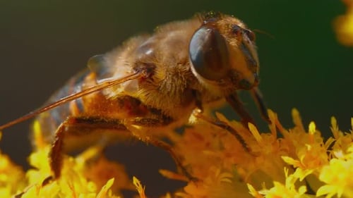 Close Up Fly on Vibrant Yellow Wildflowers