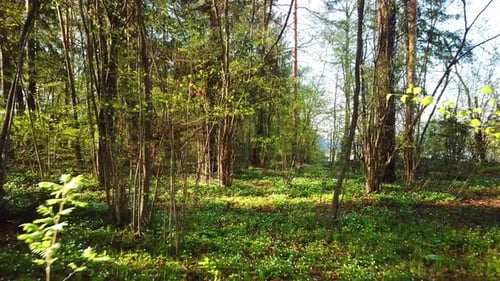 Spring, Arboretum Rubovsky, Quarry And Western Dvina 46