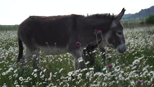 Chamomile White Daisy Flowers in a Field of Green Grass Sway in the Wind at Sunset Chamomile Flowers