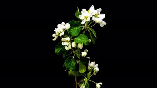White Flowers Blossoming in Time Lapse