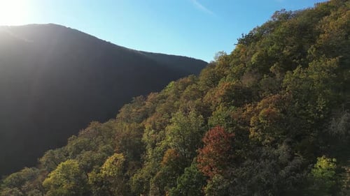 Trees in Autumn 10