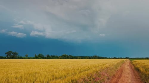 Malerische Straße in einem Weizenfeld vor dem Hintergrund von Sturmwolken und Blitzen