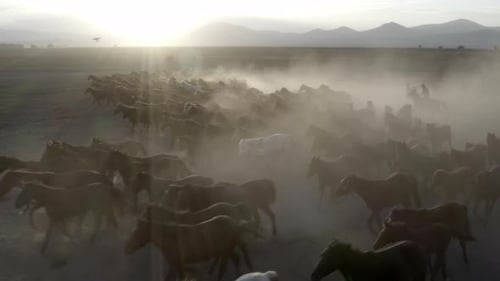 Wild Horses