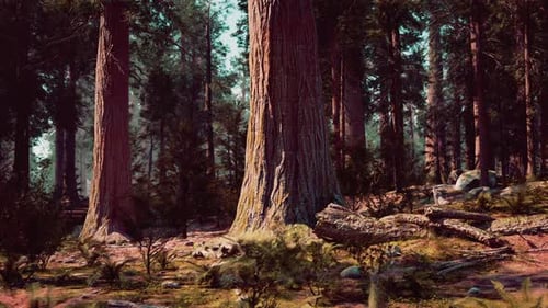 A Serene Forest Landscape with Trees and Rocks