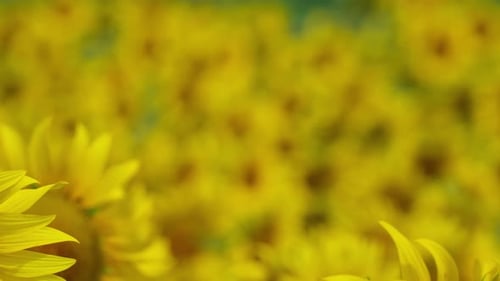 Camera zooms out revealing this sunflower field and some flowers in the foreground, Common Sunflower