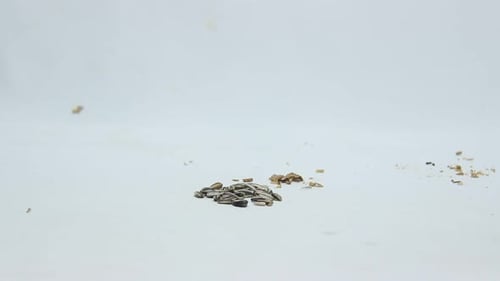 Hamsters Eating Seeds on a White Surface