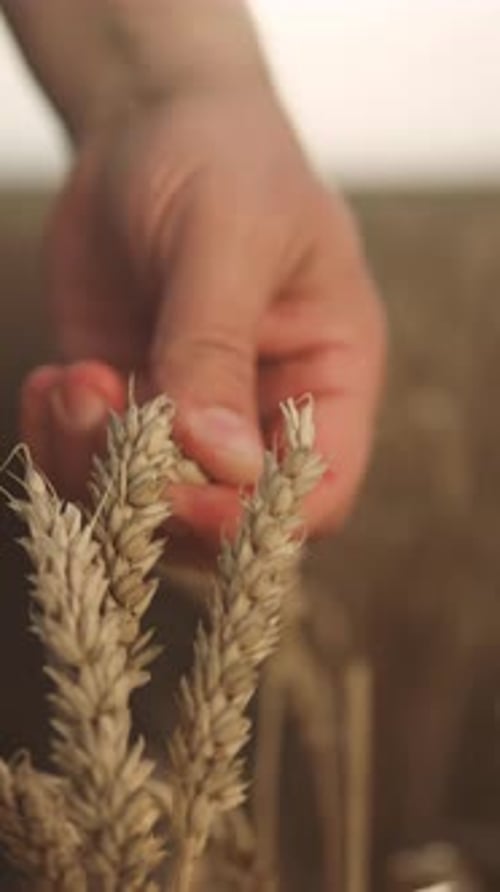 Growing Wheat or Rye in Ecological Region Farming and Agribusiness Farmer Stroking Golden Ears of