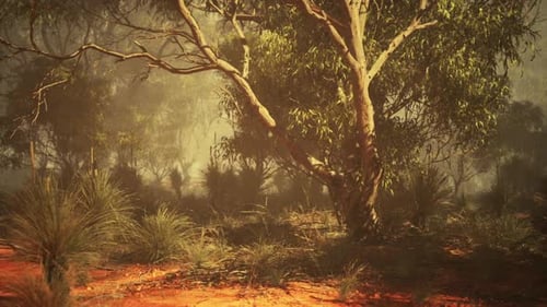 Misty Eucalyptus Forest with Golden Sun Rays