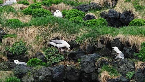 Möwen sitzen in einem Nest auf einer felsigen Klippe am Meer, die Tierwelt Islands, Seevögel inkubieren Eier