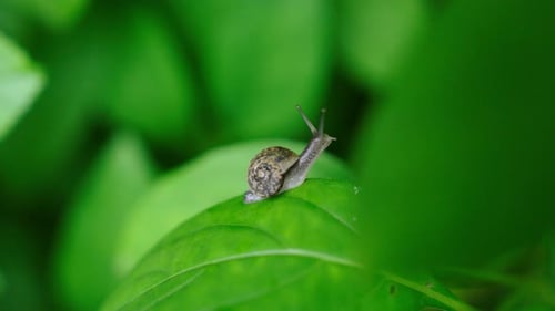 Close up of curious snail on green leaf. Handheld, shallow focus