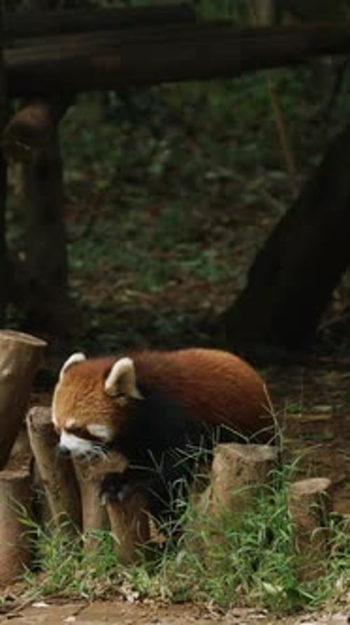 Red Panda walking in outdoor enclosure