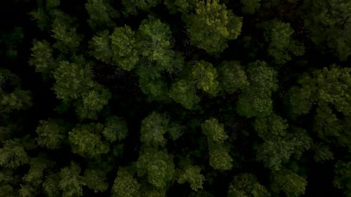 Top Down View Mixed Forest Woodland Aerial