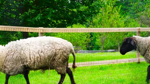 Sheep flock