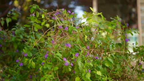 Flowers surrounding urban buildings in city centre, closeup abstract perspective