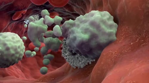 Microscopic View of Immune Cells and Red Blood Cells Flowing