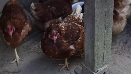 Chickens Roaming in a Coop
