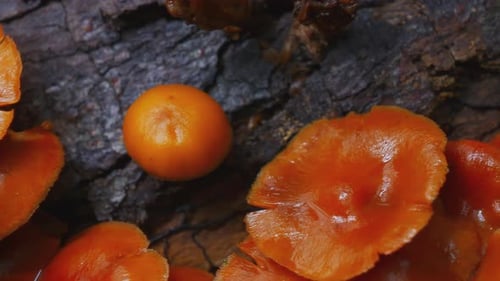 Mushroom Growth in Autumn Forest 4k