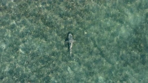Aerial view of lemon shark in tropical waters, United States.