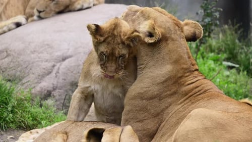 Lion cleaning one of her cubs, exhibiting maternal care and affection within the animal family