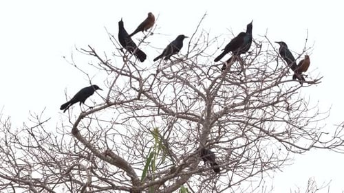 Birds Perched in Bare Tree Fly Away