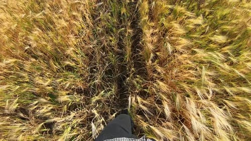 Legs of Agronomist in Boots Stepping Through the Ripe Barley Stems at Meadow