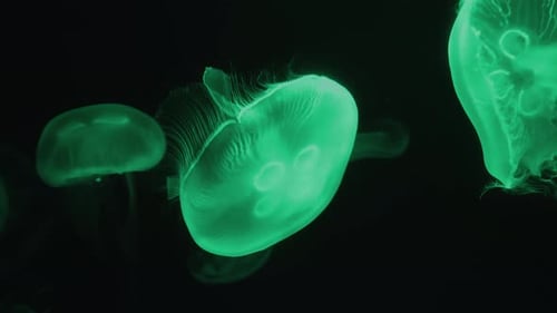 Fluoreszierende Quallen schwimmen im Aquarium. transparente Quallen unter Wasser.