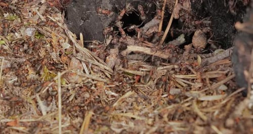 Wild ant hill in the forest super macro close-up shot