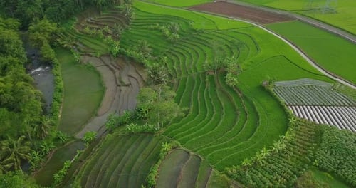 Aerial view of village in Indonesia with beautiful terraced rice field overgrown by green paddy plan