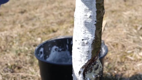 P34. Frühjahrsbeschönigung von Obstbäumen. Schützt Bäume vor Schädlingen und Sonnenbrand. Frühlingsarbeit in der Gasphase