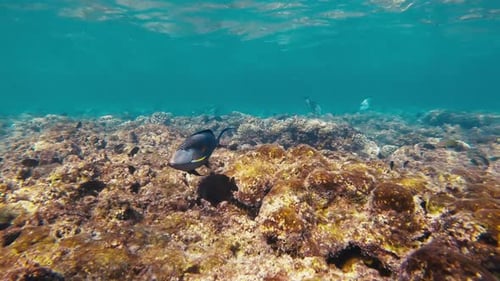 Vibrant exotic fish amid a colorful coral reef. Underwater diversity, marine wonder and vibrant aqua