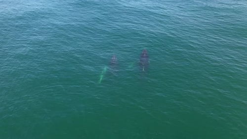 Amazing drone shot of whales swimming to the surface and blowing in the ocean