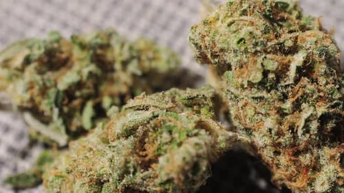 Dry CBD Medical Cannabis Weed Buds Outside of a Jar on Table Macro Closeup of Medical Marijuana