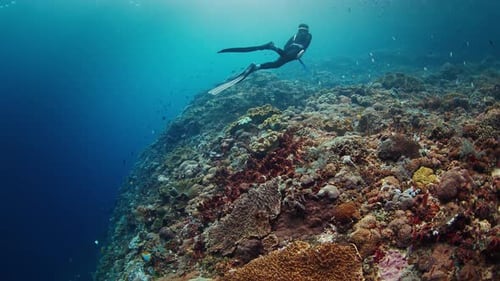 Freediver Swims Near the Healthy Coral Reef and Enjoys Its Beauty