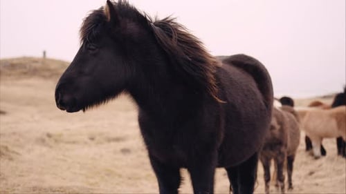 Black Horse Standing in Rural Field