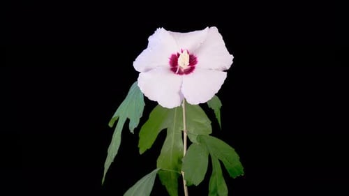 White Hibiscus Flower Blooming on Black Background