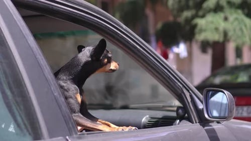 Small Dog Sits in Car, Looking Out Window