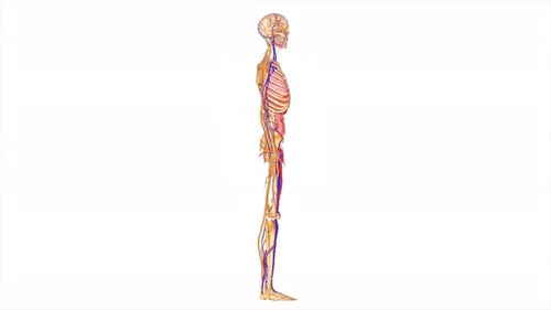 Human Anatomy Skeleton and Organs Rotating 3D Model