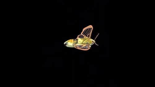 Narrow Bordered Bee Hawk Moth 2