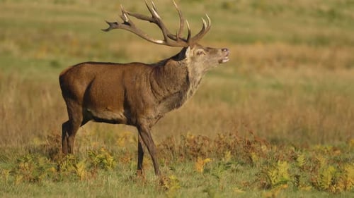 Cerf élaphe rugissant dans un pré ouvert avec de grands bois dressés fièrement, un cerf majestueux criant