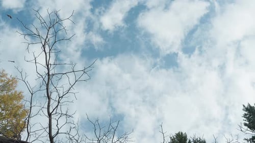 Bare Tree Branches Against Cloudy Blue Sky