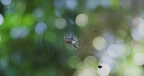 Nahaufnahme einer Kugelweberspinnen, die sie einwickeln, um sie für ein anderes Mal aufzubewahren. Das Spinnennetz ist Glis