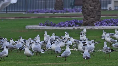 Migratory birds eating in a misty morning in an urban area in the United Arab Emirates